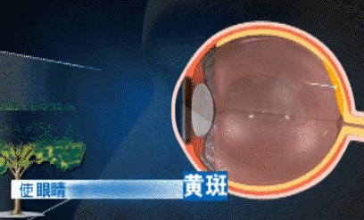 视网膜中外泌体介导的细胞通讯与信号通路